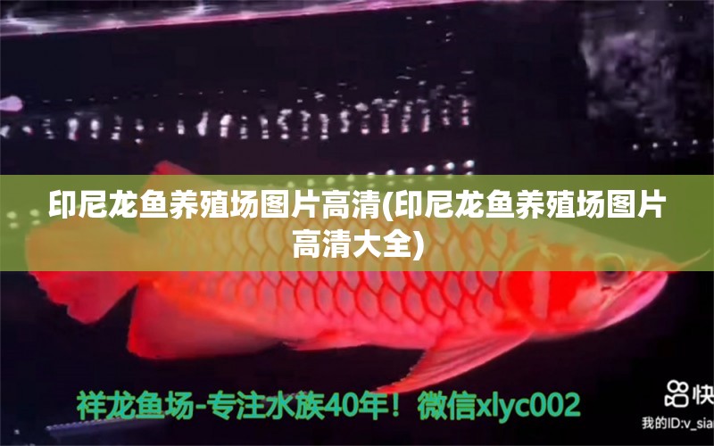 印尼龍魚養(yǎng)殖場圖片高清(印尼龍魚養(yǎng)殖場圖片高清大全)