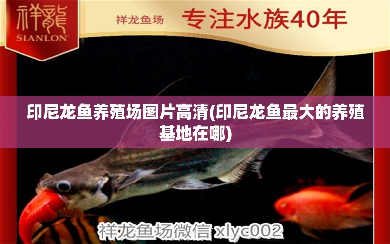 印尼龍魚養(yǎng)殖場圖片高清(印尼龍魚最大的養(yǎng)殖基地在哪)