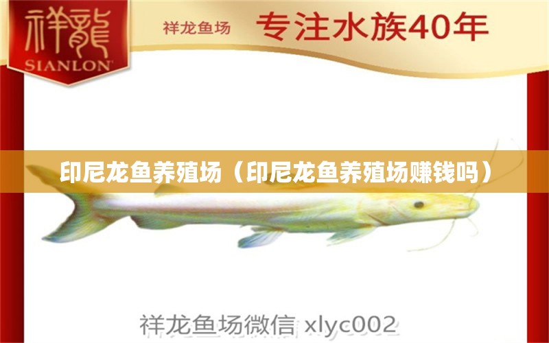 印尼龍魚養(yǎng)殖場（印尼龍魚養(yǎng)殖場賺錢嗎）