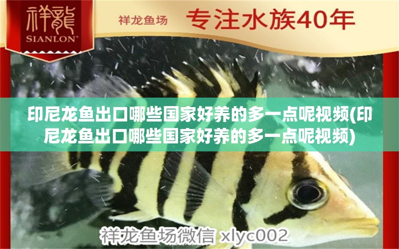 印尼龍魚(yú)出口哪些國(guó)家好養(yǎng)的多一點(diǎn)呢視頻(印尼龍魚(yú)出口哪些國(guó)家好養(yǎng)的多一點(diǎn)呢視頻)