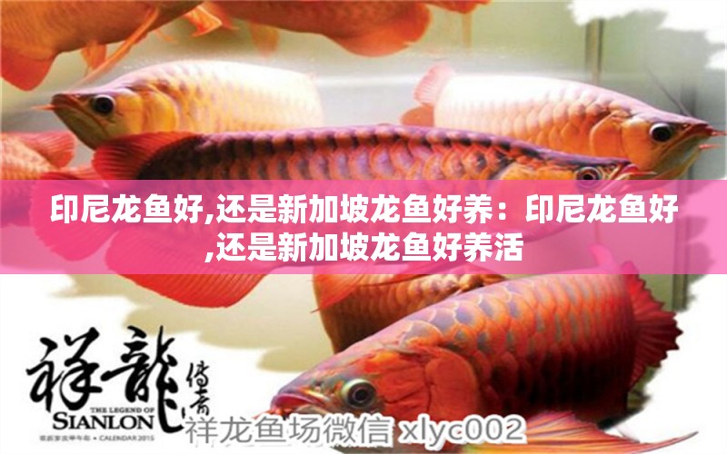 印尼龍魚好,還是新加坡龍魚好養(yǎng)：印尼龍魚好,還是新加坡龍魚好養(yǎng)活