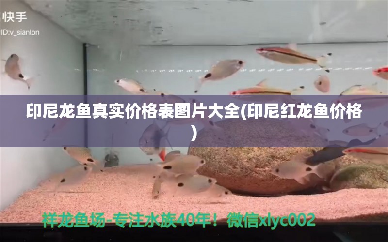 印尼龍魚真實(shí)價(jià)格表圖片大全(印尼紅龍魚價(jià)格) 印尼紅龍魚