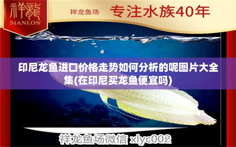 印尼龍魚(yú)進(jìn)口價(jià)格走勢(shì)如何分析的呢圖片大全集(在印尼買(mǎi)龍魚(yú)便宜嗎) 觀賞魚(yú)進(jìn)出口 第1張