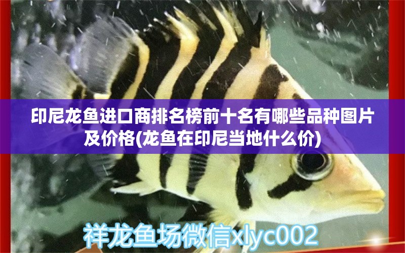 印尼龍魚進(jìn)口商排名榜前十名有哪些品種圖片及價格(龍魚在印尼當(dāng)?shù)厥裁磧r) 觀賞魚進(jìn)出口 第1張