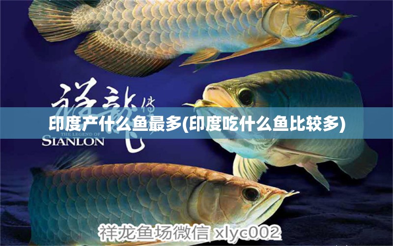 印度產(chǎn)什么魚最多(印度吃什么魚比較多) 過背金龍魚