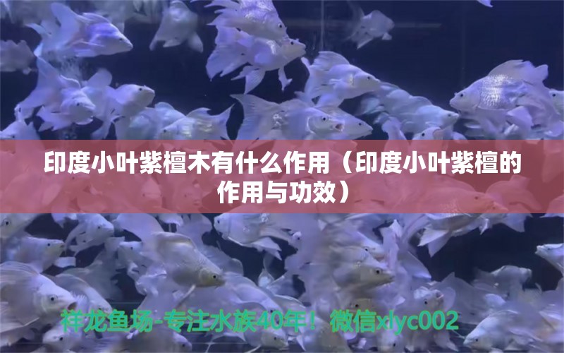 印度小葉紫檀木有什么作用（印度小葉紫檀的作用與功效）