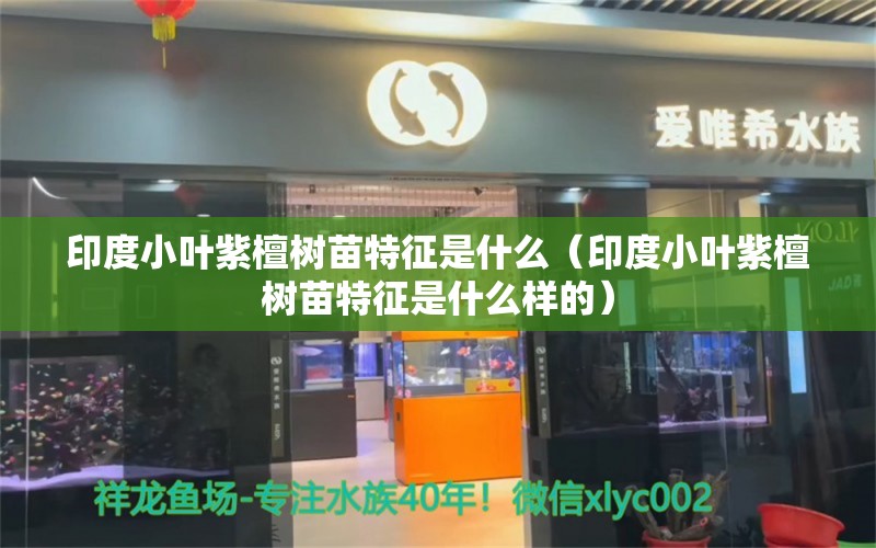 印度小葉紫檀樹苗特征是什么（印度小葉紫檀樹苗特征是什么樣的）