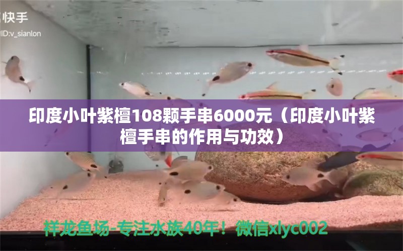 印度小葉紫檀108顆手串6000元（印度小葉紫檀手串的作用與功效）