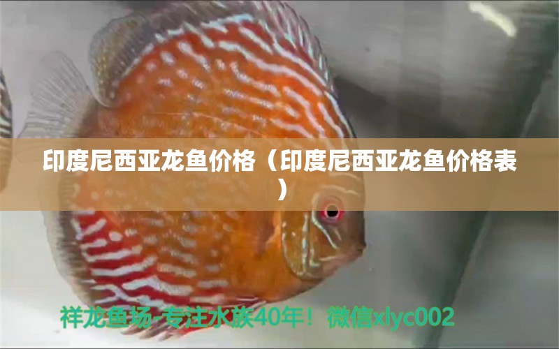 印度尼西亞龍魚(yú)價(jià)格（印度尼西亞龍魚(yú)價(jià)格表） 祥龍龍魚(yú)魚(yú)糧