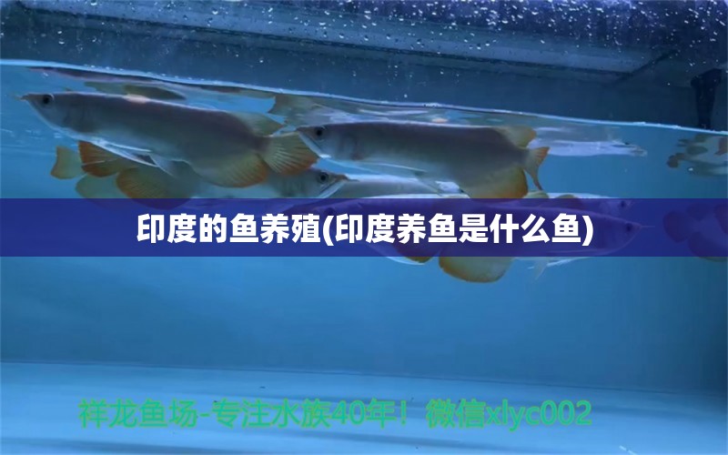 印度的魚養(yǎng)殖(印度養(yǎng)魚是什么魚) 廣州觀賞魚魚苗批發(fā)市場