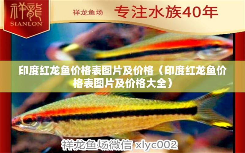 印度紅龍魚價(jià)格表圖片及價(jià)格（印度紅龍魚價(jià)格表圖片及價(jià)格大全）