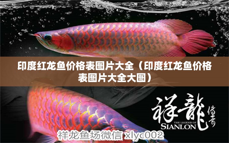 印度紅龍魚價格表圖片大全（印度紅龍魚價格表圖片大全大圖） 廣州龍魚批發(fā)市場