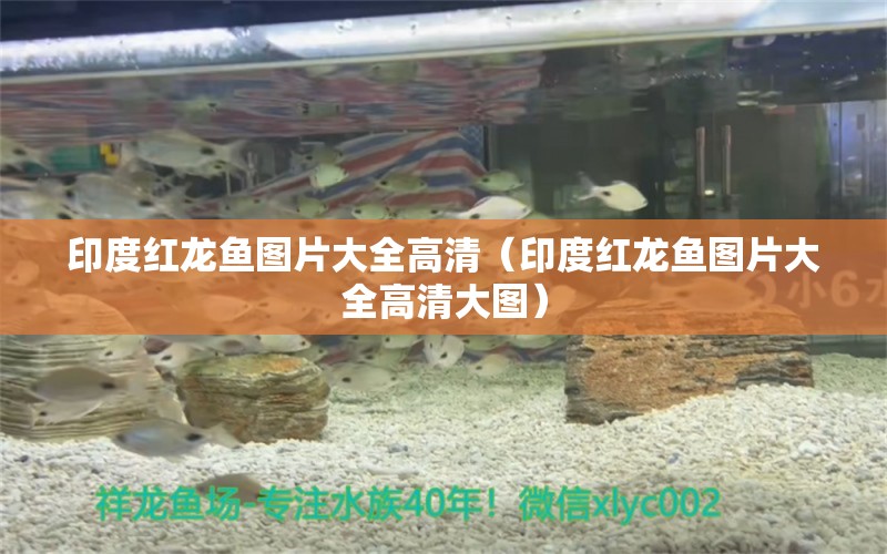 印度紅龍魚圖片大全高清（印度紅龍魚圖片大全高清大圖）