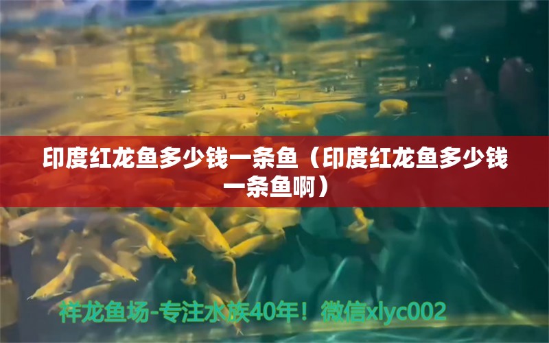 印度紅龍魚多少錢一條魚（印度紅龍魚多少錢一條魚?。? title=