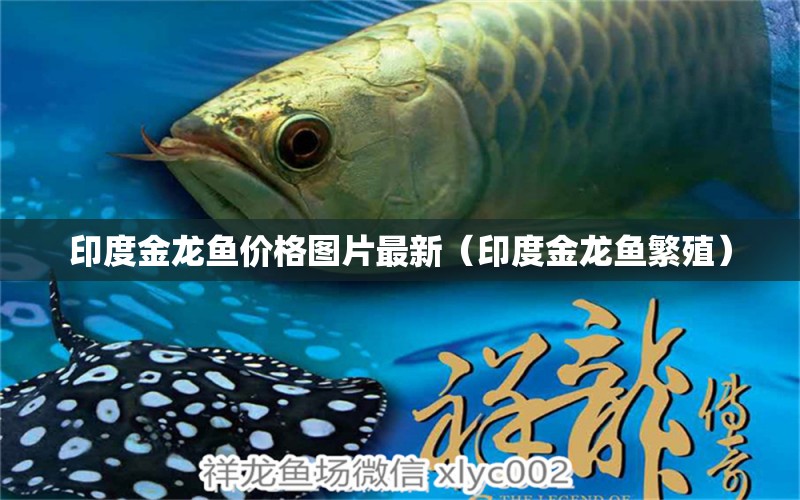 印度金龍魚價格圖片最新（印度金龍魚繁殖） 蝴蝶鯉魚苗