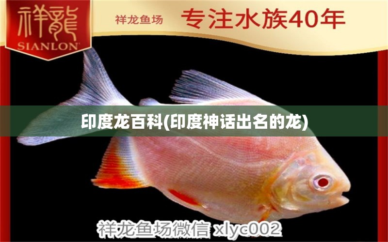 印度龍百科(印度神話出名的龍) 廣州祥龍國際水族貿(mào)易