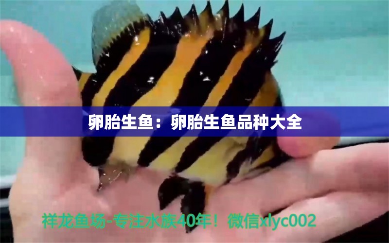 卵胎生魚：卵胎生魚品種大全