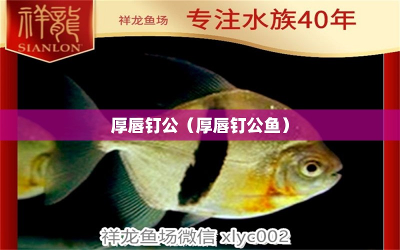 厚唇釘公（厚唇釘公魚）