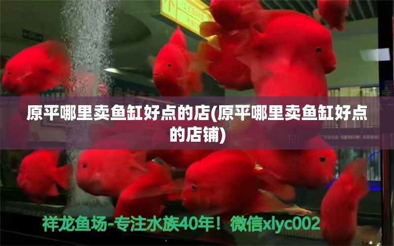 原平哪里賣魚缸好點(diǎn)的店(原平哪里賣魚缸好點(diǎn)的店鋪) 黃金斑馬魚