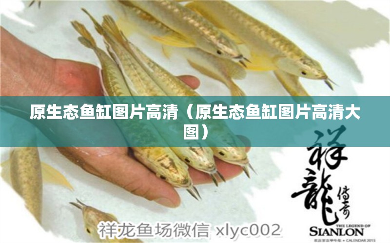 原生態(tài)魚(yú)缸圖片高清（原生態(tài)魚(yú)缸圖片高清大圖）