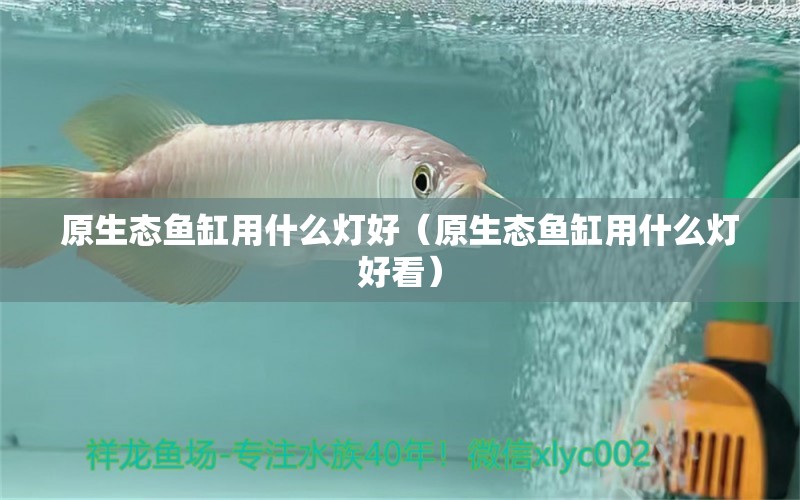 原生態(tài)魚缸用什么燈好（原生態(tài)魚缸用什么燈好看）