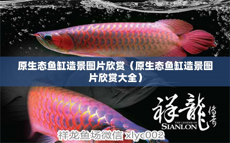 原生態(tài)魚缸造景圖片欣賞（原生態(tài)魚缸造景圖片欣賞大全） 祥龍魚場