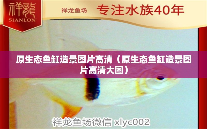 原生態(tài)魚缸造景圖片高清（原生態(tài)魚缸造景圖片高清大圖）