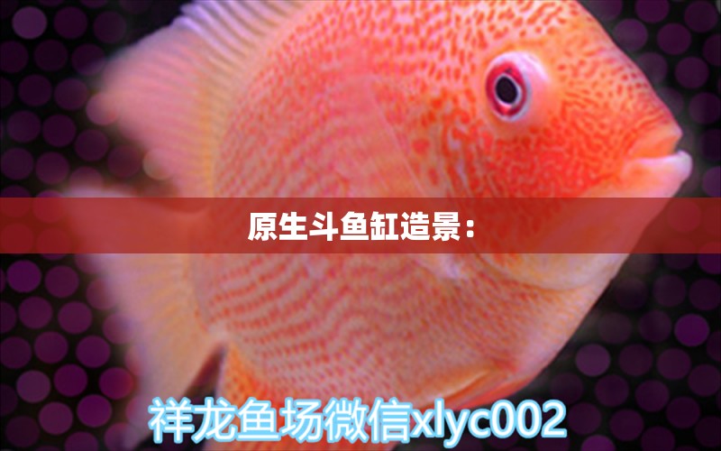 原生斗魚缸造景： 觀賞魚