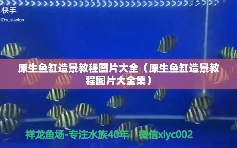 原生魚缸造景教程圖片大全（原生魚缸造景教程圖片大全集）