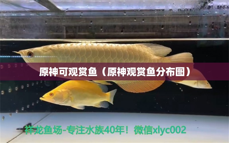 原神可觀賞魚（原神觀賞魚分布圖） 廣州觀賞魚批發(fā)市場