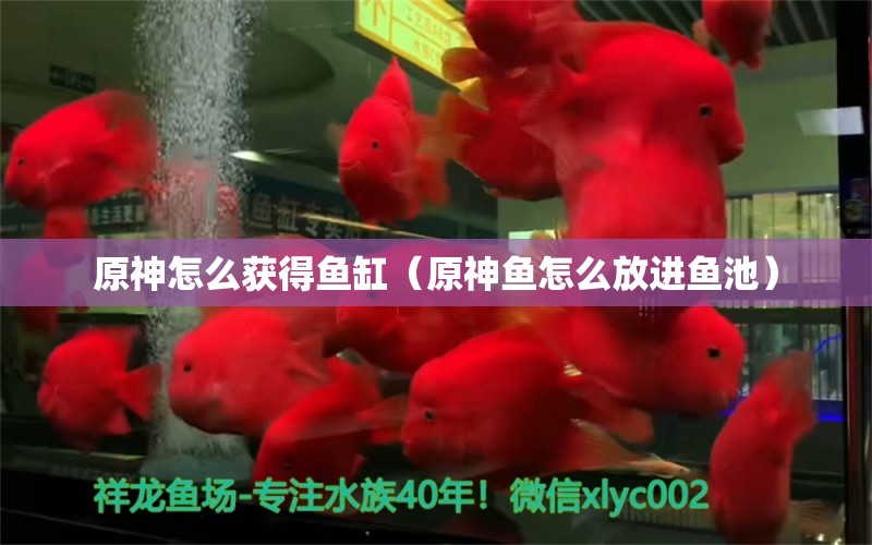 原神怎么獲得魚缸（原神魚怎么放進(jìn)魚池）