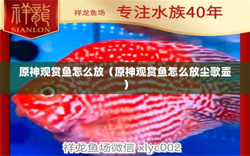 原神觀賞魚(yú)怎么放（原神觀賞魚(yú)怎么放塵歌壺）