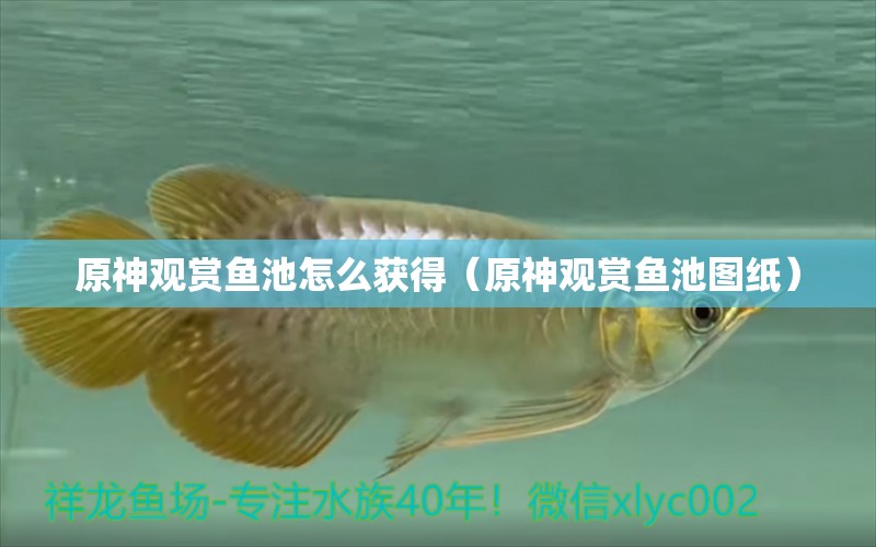 原神觀賞魚池怎么獲得（原神觀賞魚池圖紙） 元寶鯽