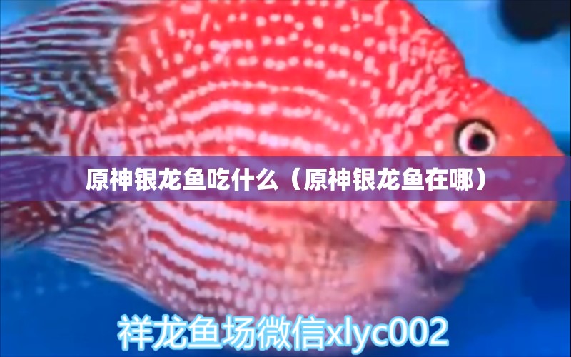 原神銀龍魚吃什么（原神銀龍魚在哪）