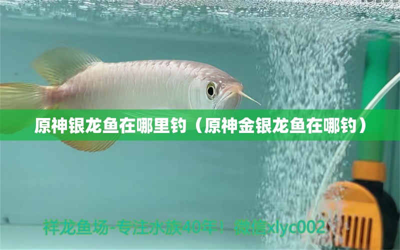 原神銀龍魚(yú)在哪里釣（原神金銀龍魚(yú)在哪釣）