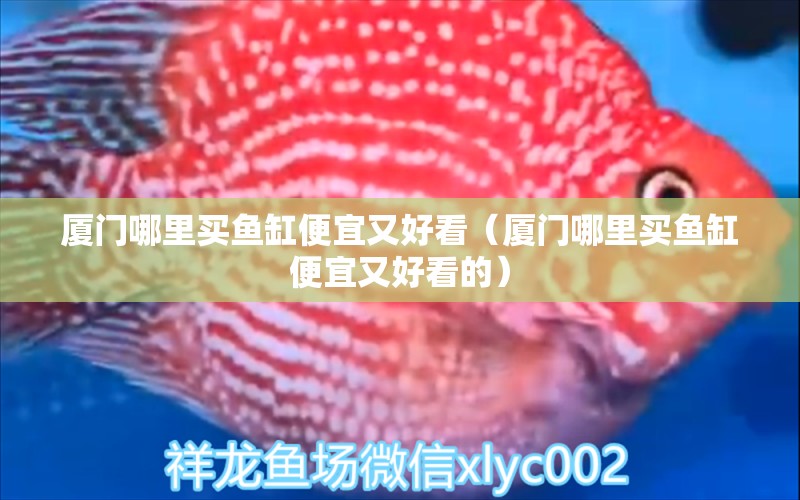 廈門哪里買魚缸便宜又好看（廈門哪里買魚缸便宜又好看的） 祥龍水族醫(yī)院