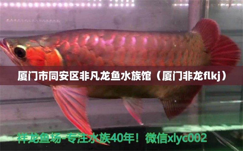 廈門市同安區(qū)非凡龍魚水族館（廈門非龍flkj）