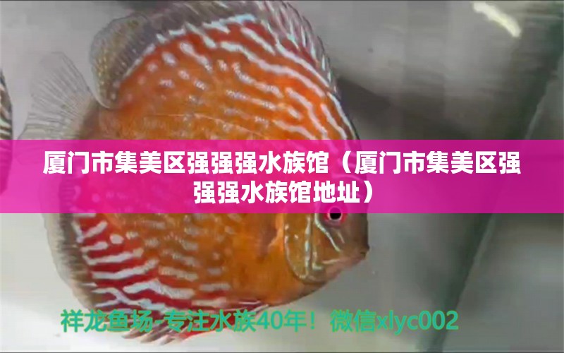 廈門(mén)市集美區(qū)強(qiáng)強(qiáng)強(qiáng)水族館（廈門(mén)市集美區(qū)強(qiáng)強(qiáng)強(qiáng)水族館地址）