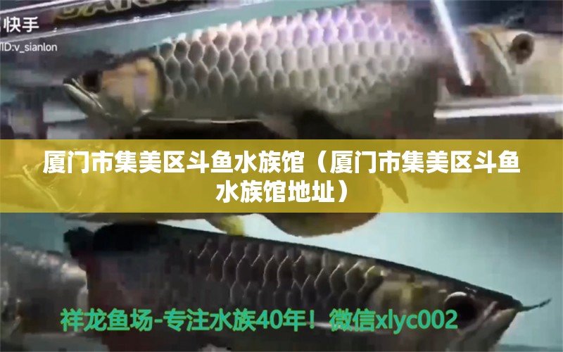 廈門市集美區(qū)斗魚水族館（廈門市集美區(qū)斗魚水族館地址） 全國(guó)水族館企業(yè)名錄