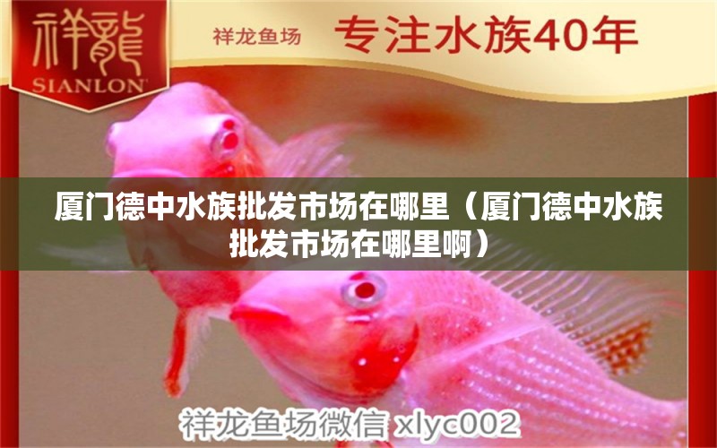 廈門德中水族批發(fā)市場在哪里（廈門德中水族批發(fā)市場在哪里?。? title=