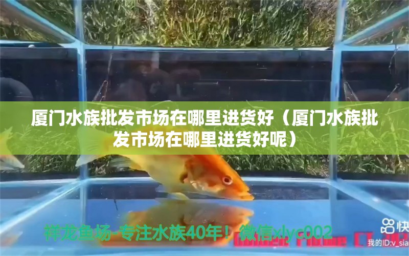 廈門水族批發(fā)市場在哪里進貨好（廈門水族批發(fā)市場在哪里進貨好呢）