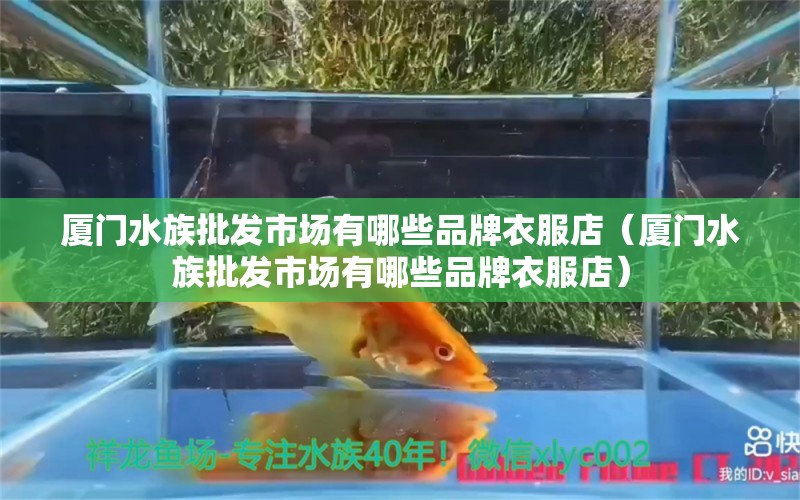 廈門(mén)水族批發(fā)市場(chǎng)有哪些品牌衣服店（廈門(mén)水族批發(fā)市場(chǎng)有哪些品牌衣服店） 一眉道人魚(yú)苗