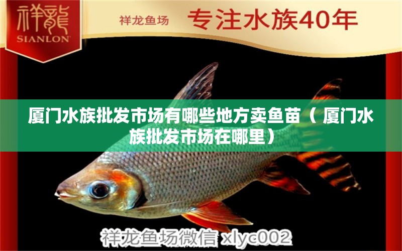 廈門水族批發(fā)市場有哪些地方賣魚苗（ 廈門水族批發(fā)市場在哪里）