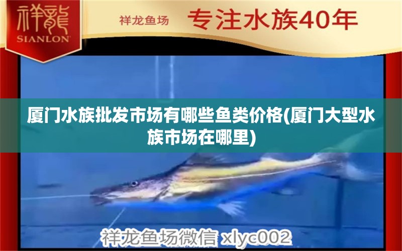 廈門水族批發(fā)市場有哪些魚類價格(廈門大型水族市場在哪里) 觀賞魚水族批發(fā)市場