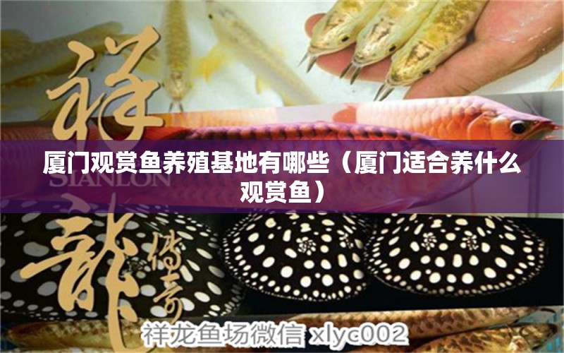 廈門觀賞魚養(yǎng)殖基地有哪些（廈門適合養(yǎng)什么觀賞魚） 南美異形觀賞魚