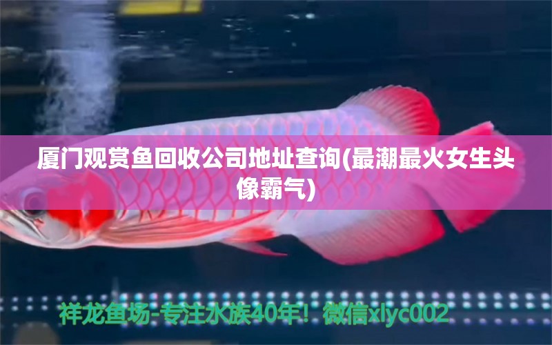 廈門觀賞魚(yú)回收公司地址查詢(最潮最火女生頭像霸氣) 飛鳳魚(yú)苗