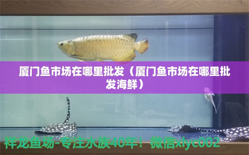 廈門魚市場在哪里批發(fā)（廈門魚市場在哪里批發(fā)海鮮）