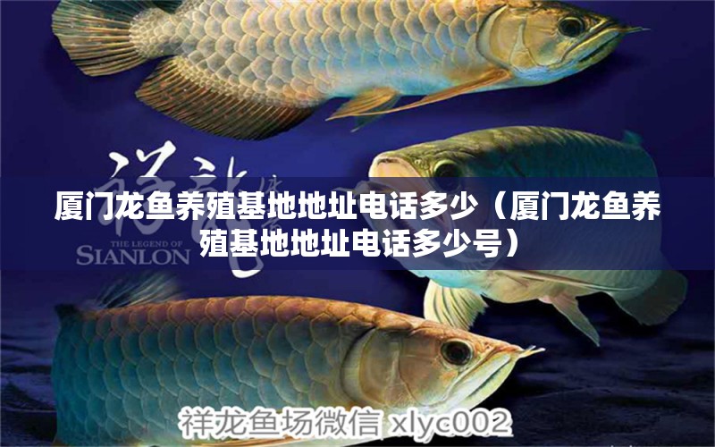 廈門龍魚養(yǎng)殖基地地址電話多少（廈門龍魚養(yǎng)殖基地地址電話多少號） 祥龍水族醫(yī)院