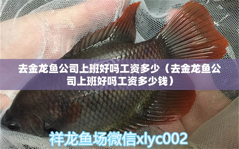 去金龍魚(yú)公司上班好嗎工資多少（去金龍魚(yú)公司上班好嗎工資多少錢(qián)）