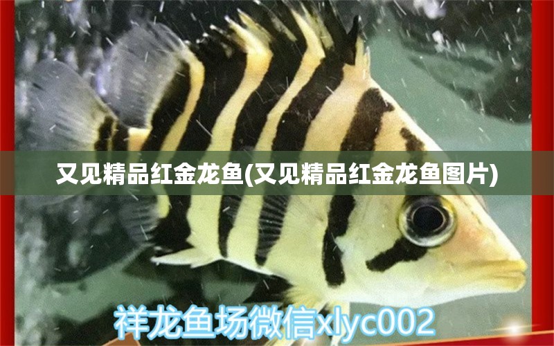 又見精品紅金龍魚(又見精品紅金龍魚圖片) 純血皇冠黑白魟魚 第1張